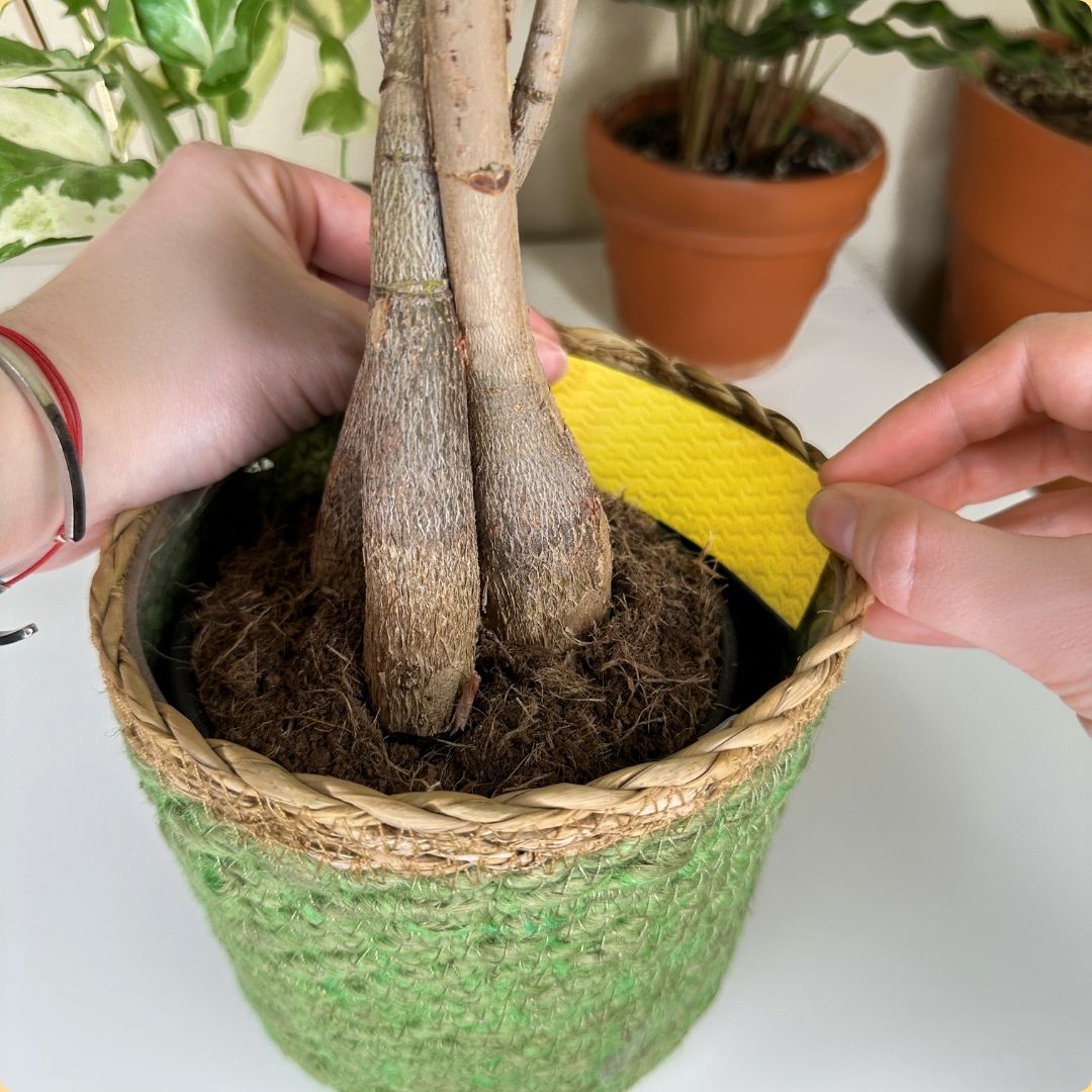Fungus Gnat Compostable Sticky Traps
