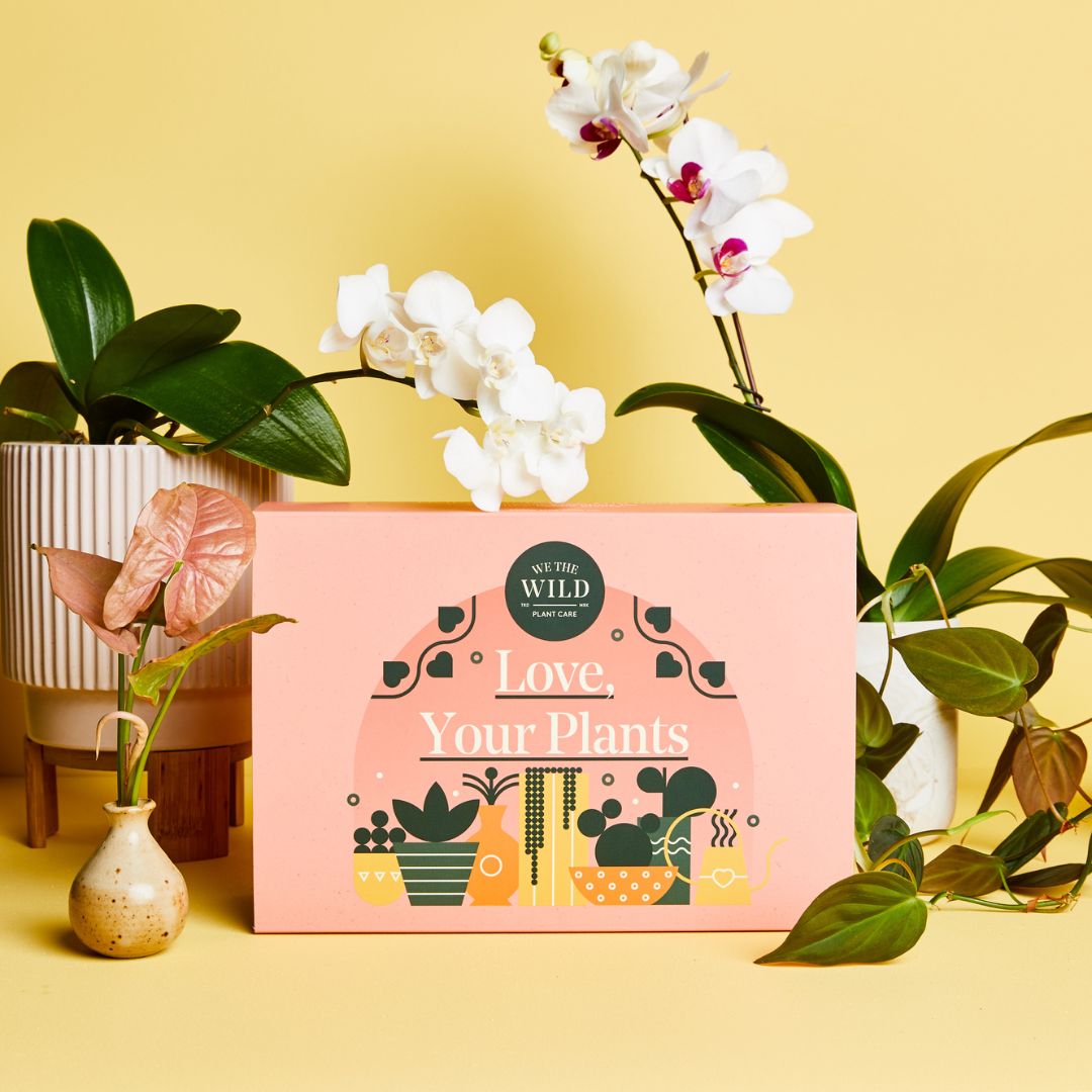 Essential Plant Care Kit + Gift Box