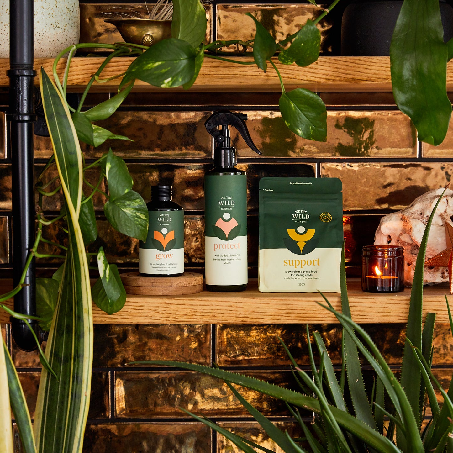 Orchid + Houseplant Bundle