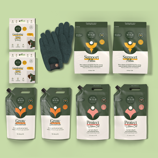 Houseplant Starter Kit