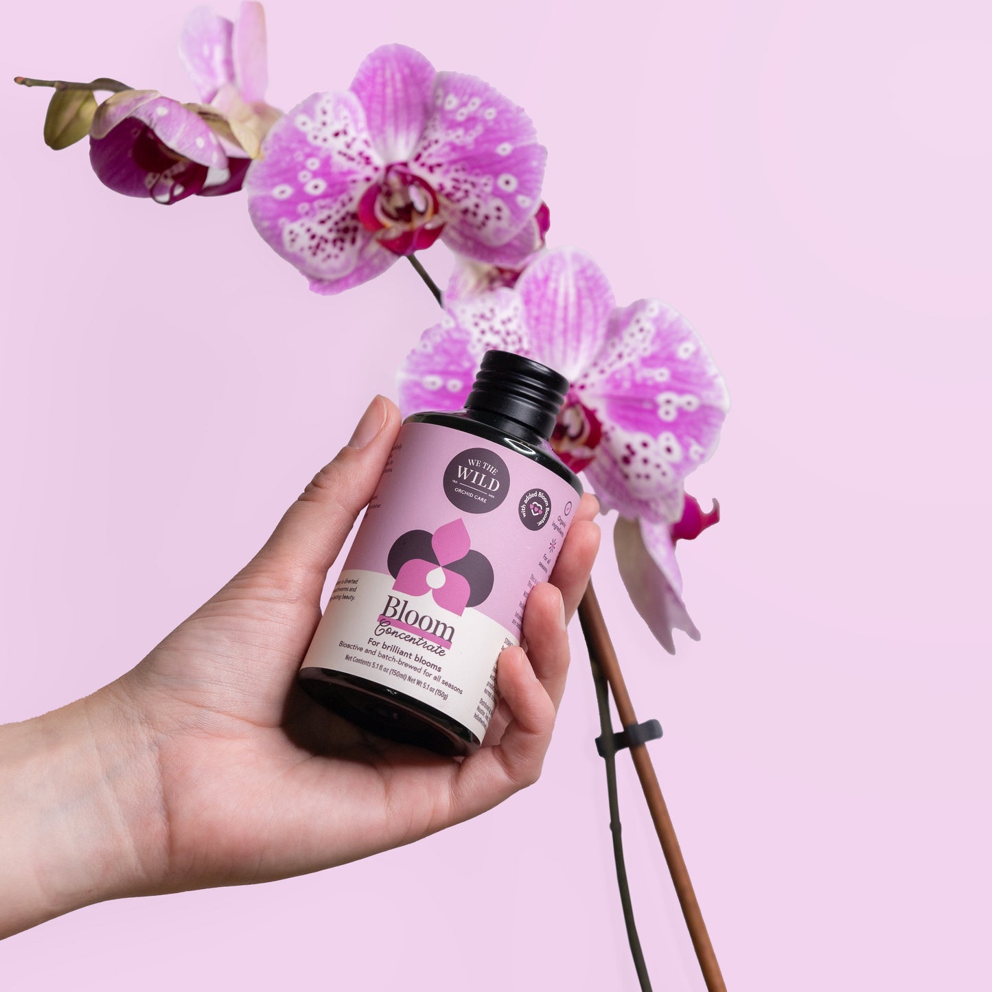 Orchid + Houseplant Bundle