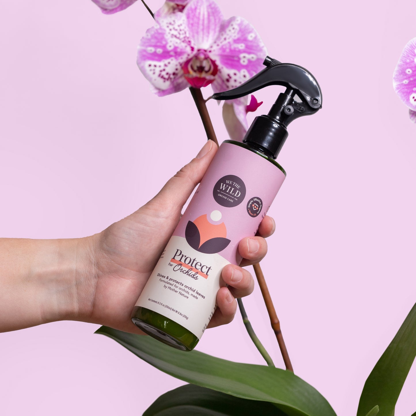 Orchid + Houseplant Bundle