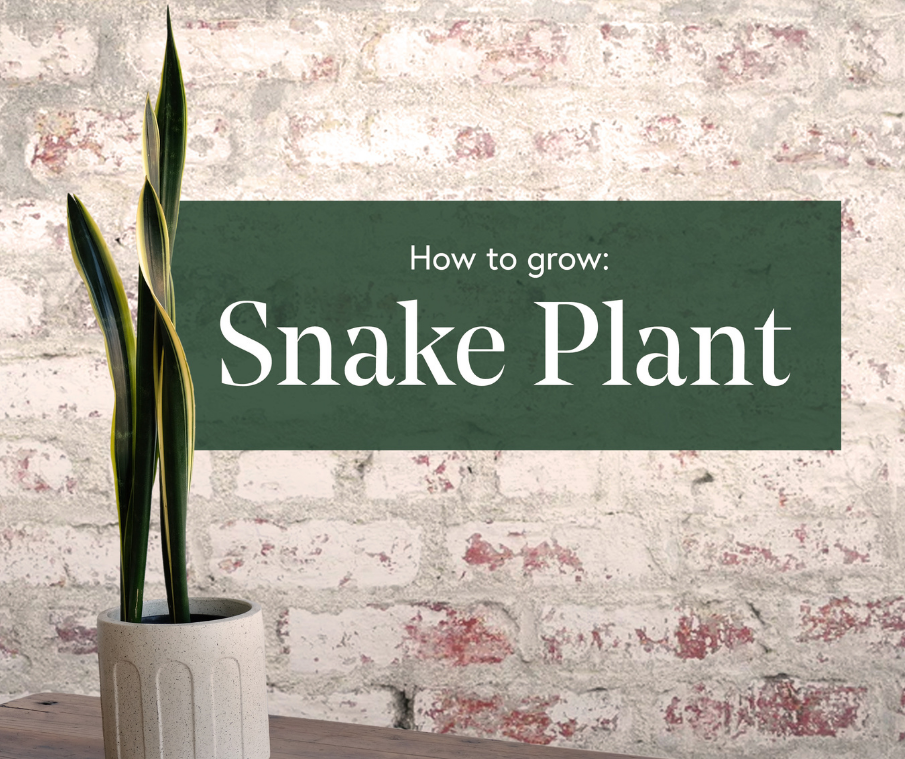 How to Grow a Statement Snake Plant