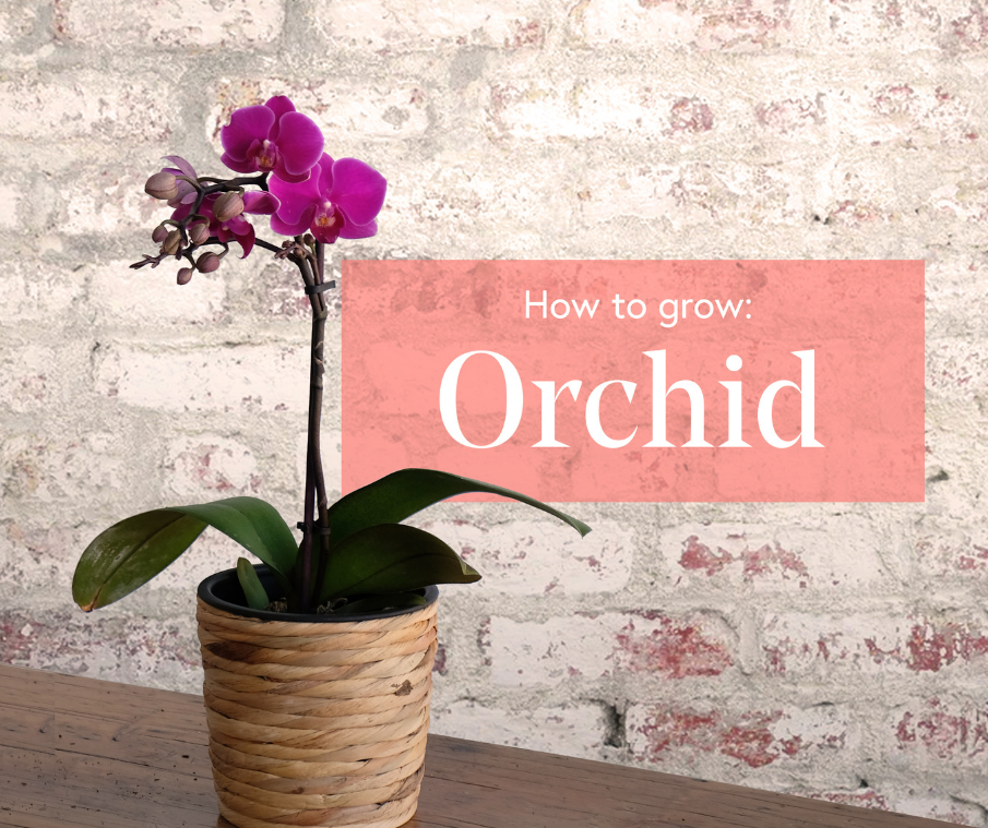 How to grow Orchids