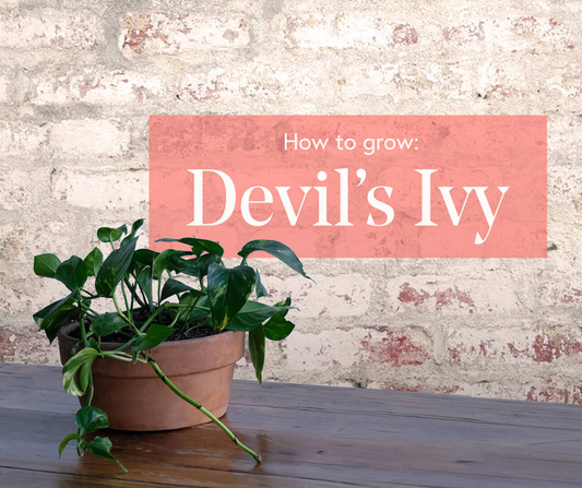 How to Grow Devil's Ivy