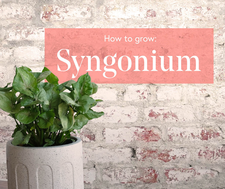 How to Grow Syngoniums: The No-Fuss Guide