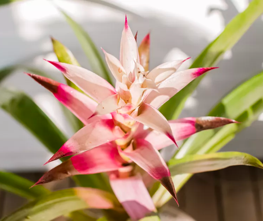 3 of Our Fave Flowering Houseplants And How to Grow Them – We The Wild