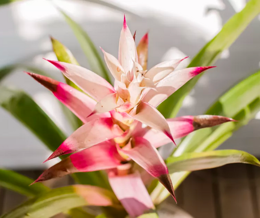 3 of Our Fave Flowering Houseplants And How to Grow Them