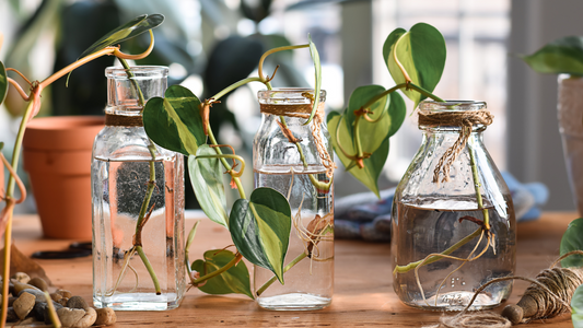 Plant Propagations in glass jars