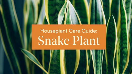 Snake plant care guide