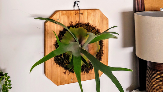 Staghorn fern mount DIY