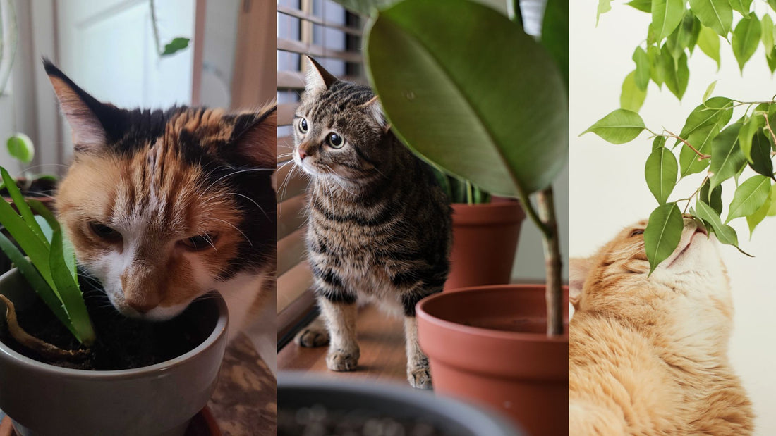 How to Stop Your Cat from Digging Up your Houseplants