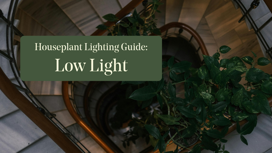 House Plant Lighting Guide: Low Light