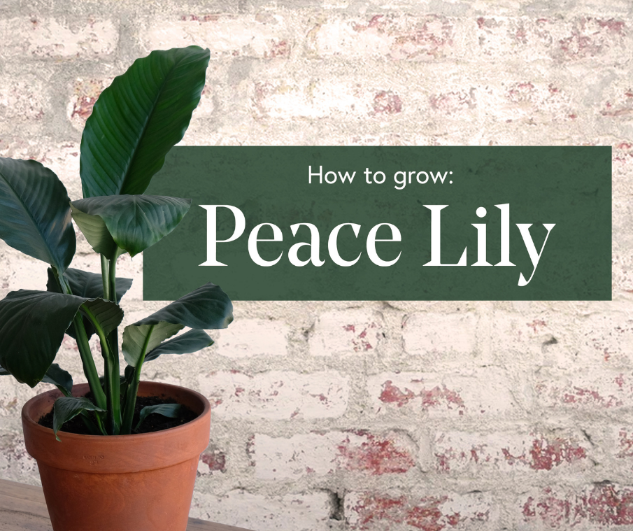 How to Care For Your Peace Lily in 5 Simple Steps