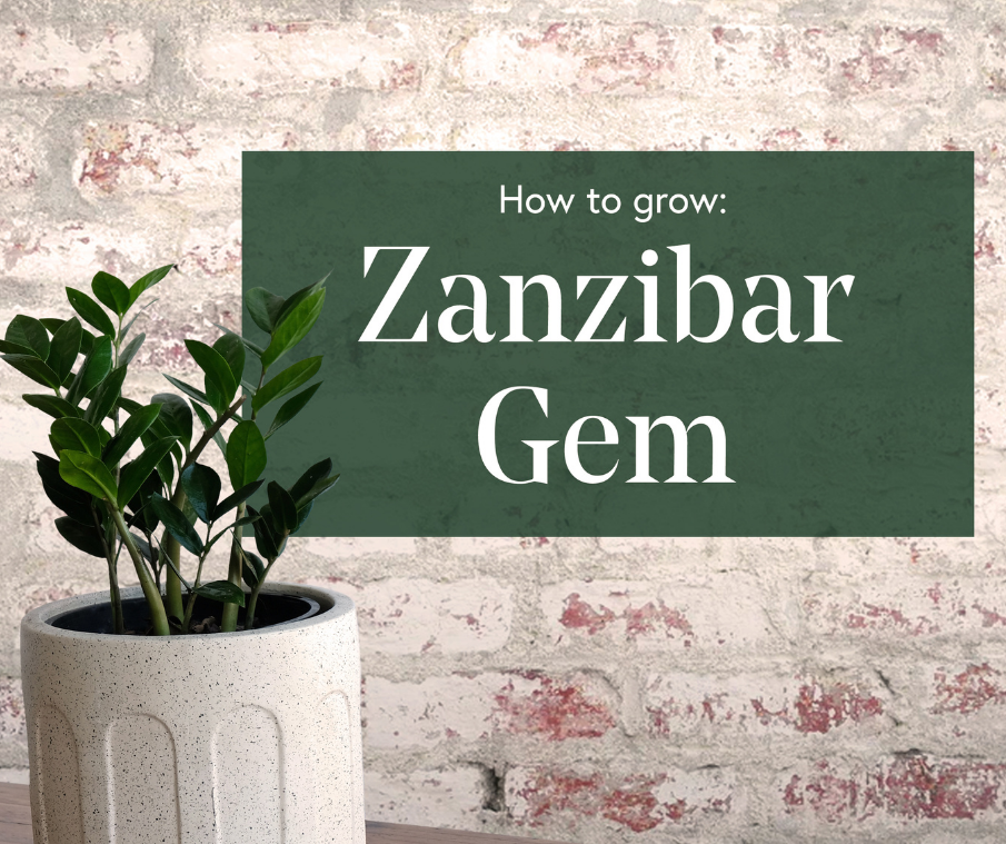 How to Grow a Zanzibar Gem (ZZ) Plant