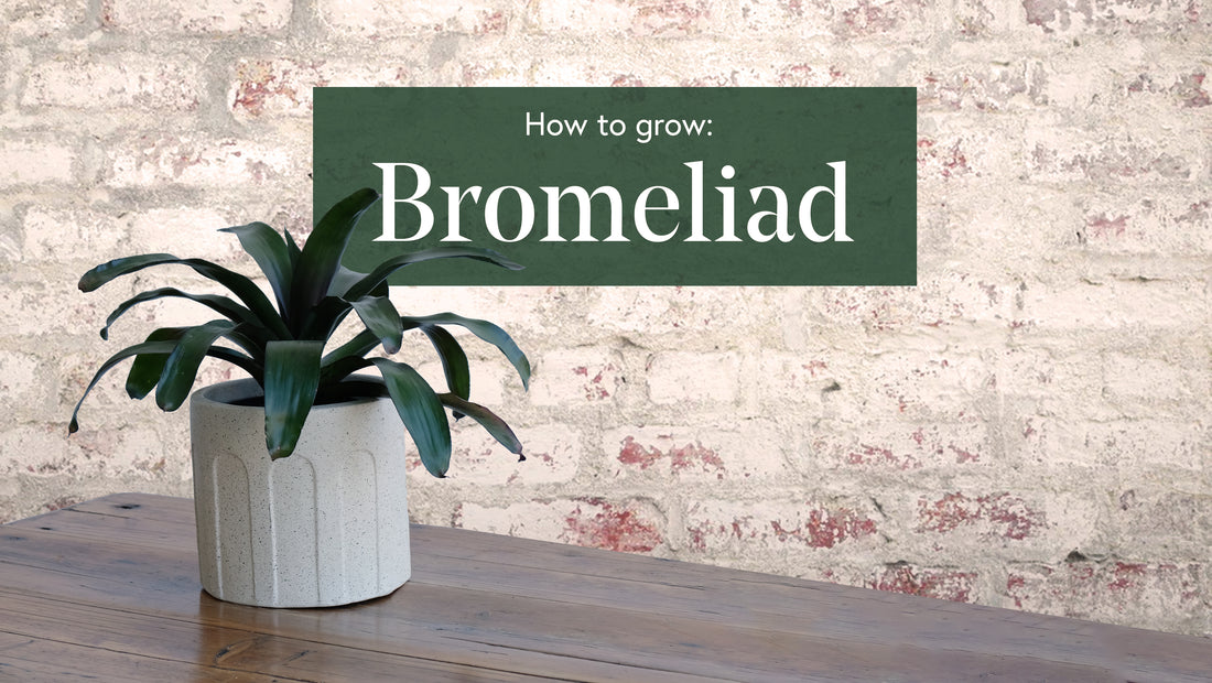 How to grow a bloomin' Bromeliad