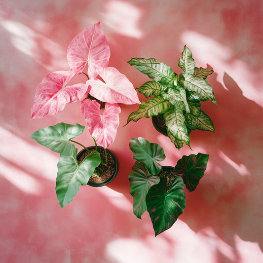 3 Pink Plants You Have To Try (And How To Care For Them)