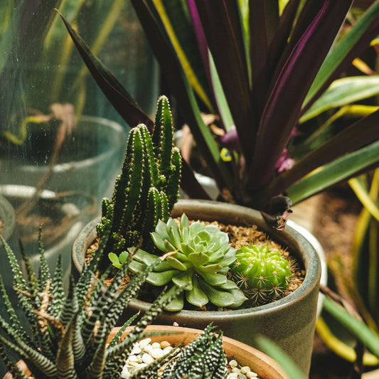 Can I Grow Multiple Plants In The Same Pot? A Guide To Double Planting.
