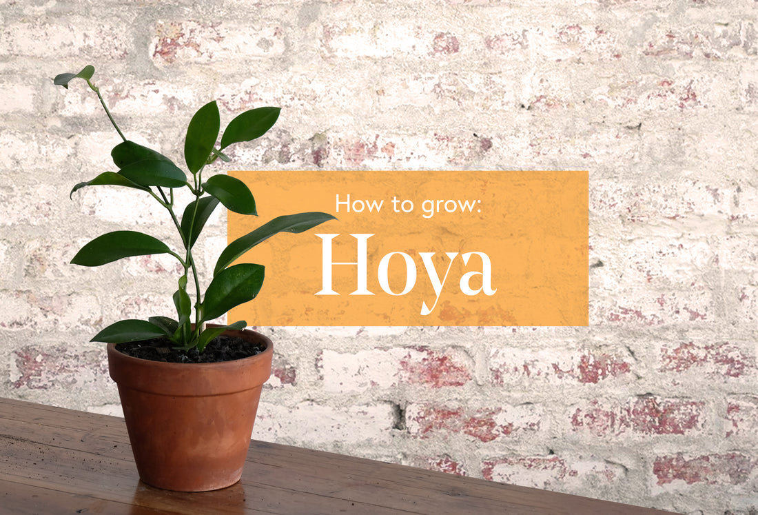 How to grow a happy, healthy Hoya