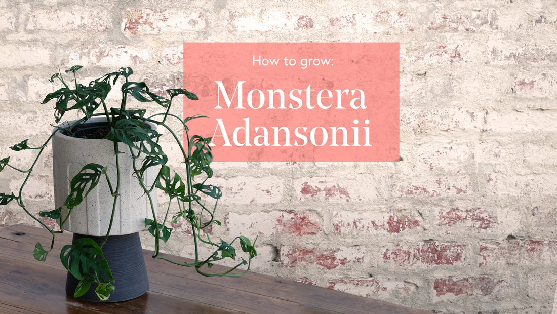 A guide to growing the perfect Monstera Monkey Mask