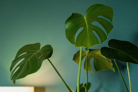 monstera in low light conditions