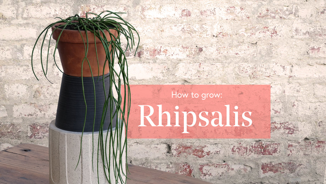 How to grow a Rhipsalis