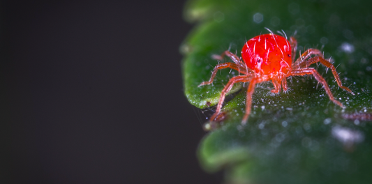 Essential Guide to Spider Mites