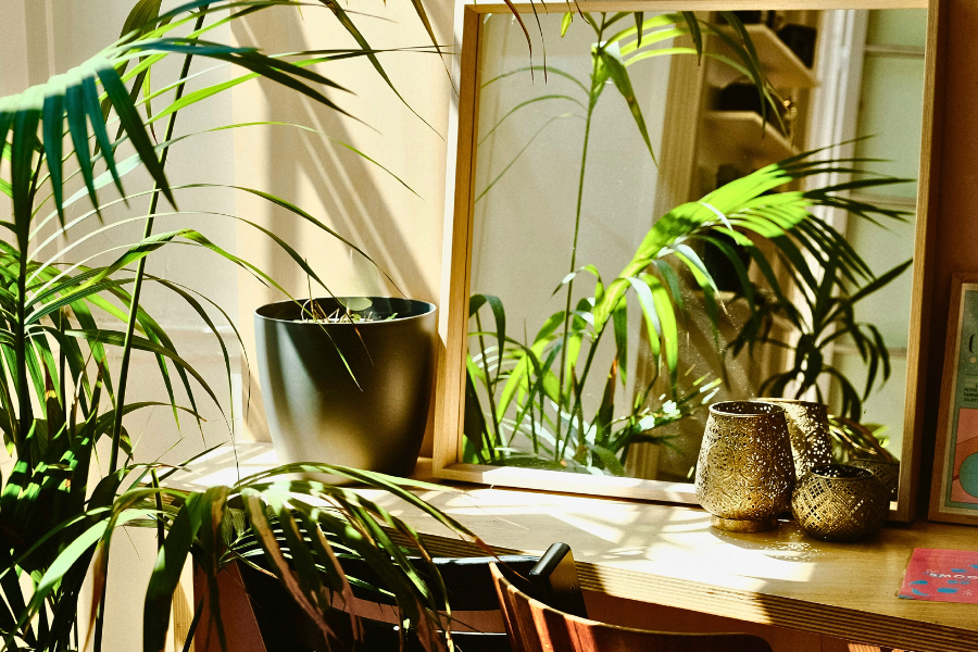 Why Your Indoor Plants Aren’t Growing