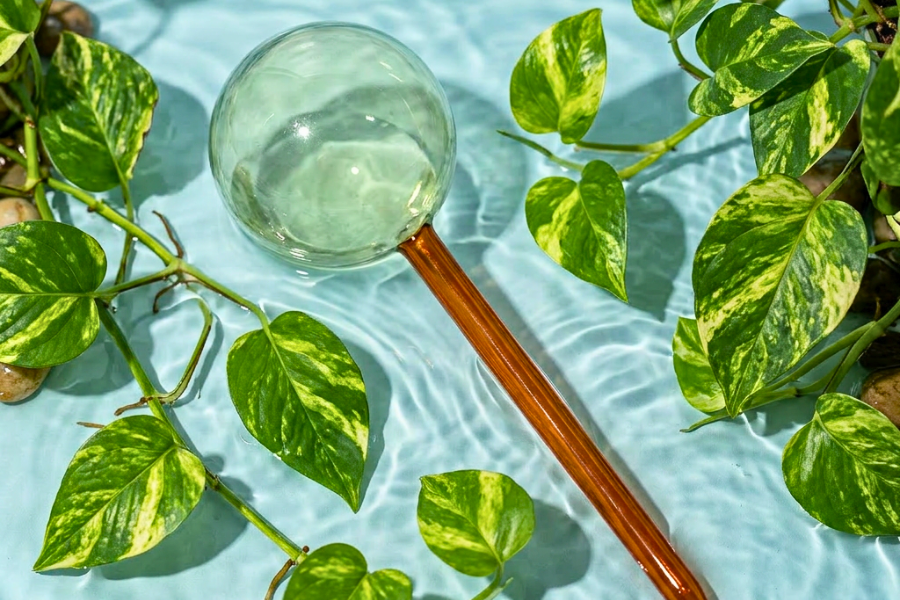 The Guide to Self Watering Globes