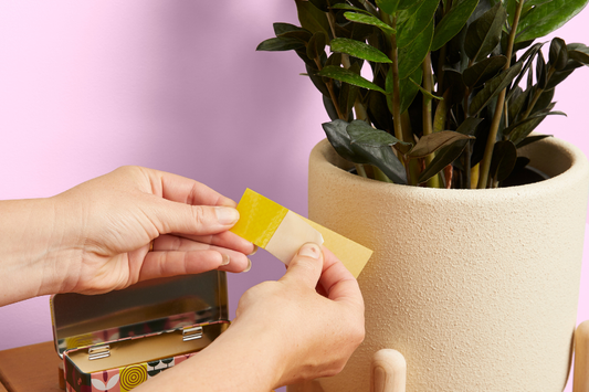 Why Your Indoor Plants Can’t Stop Attracting Fungus Gnats