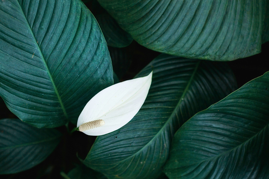 Shade Loving Plants for your dark corners