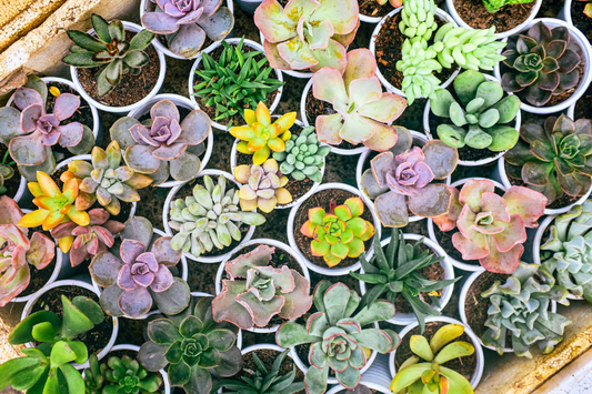 Succulents: The Complete Care Guide for Beginners