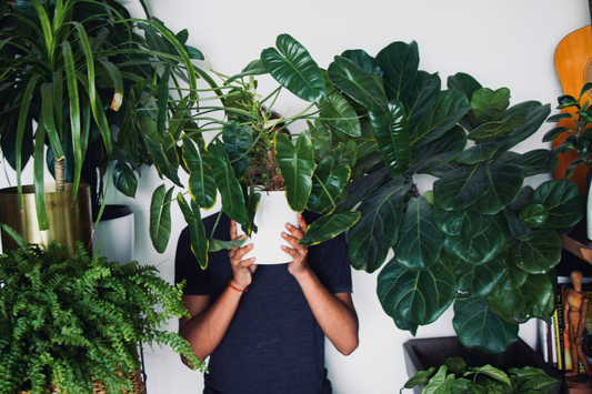 How To  Make Your Home Feel More Alive