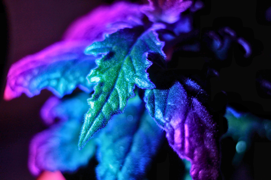The Purple Houseplants Your Collection Is Missing