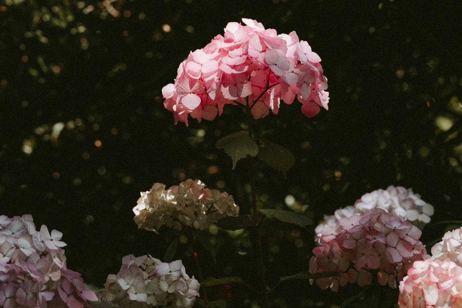 Houseplants for Mother's Day
