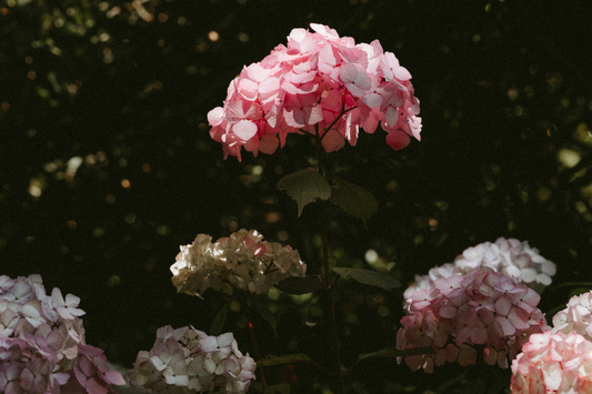 Houseplants for Mother's Day