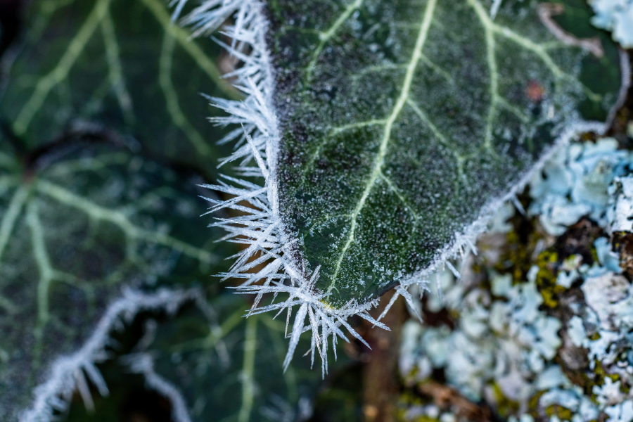 Why Your Indoor Plants Look Sad in Winter (and 4 Easy Fixes)