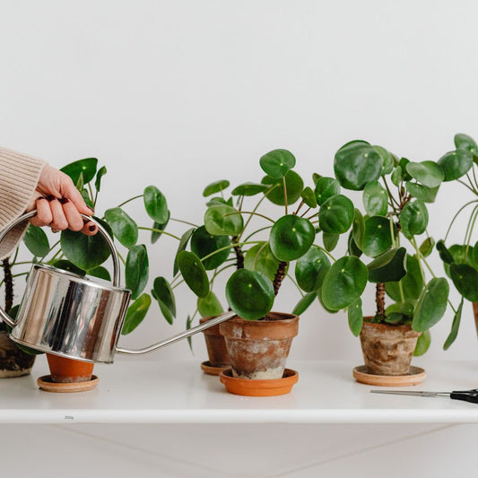 Tap Water and Sensitive Houseplants: When It Matters