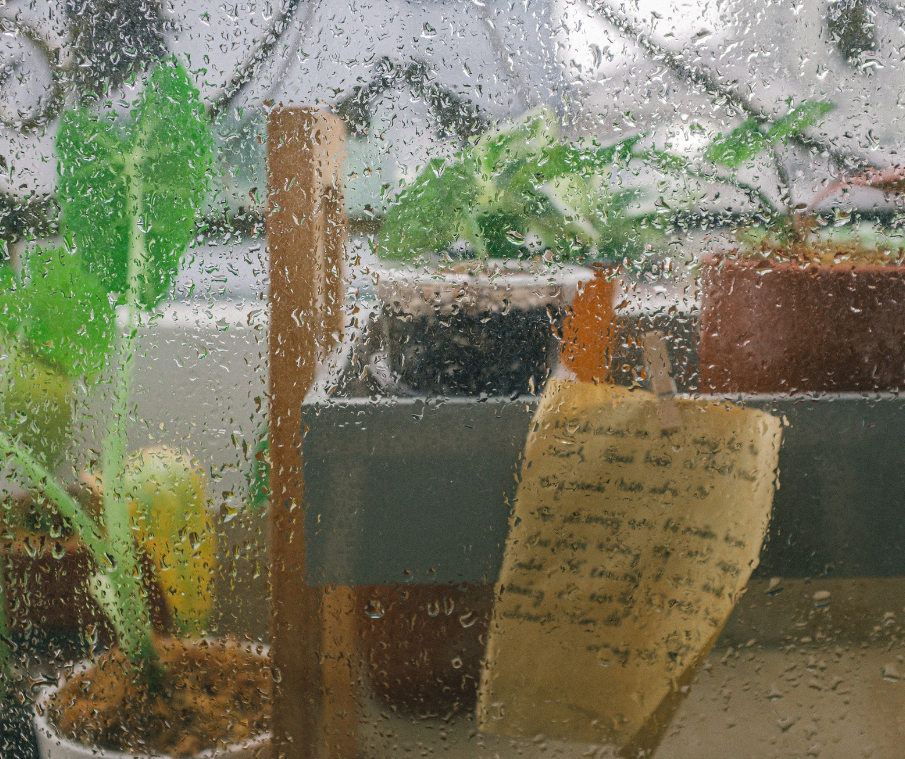 3 tips for putting your houseplants in the rain