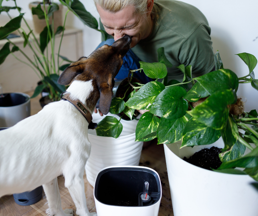 pet safety and aglaonemas plant a guide for pet owners