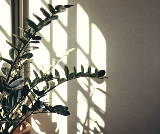 What is the best light for houseplants? A visual guide.