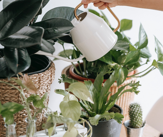 Quick fixes to the most common houseplant problems