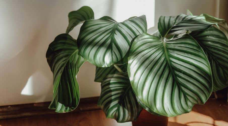 Quirky Plants To Bring Spring Vibes Indoors