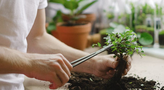 How To Trim Your Houseplants