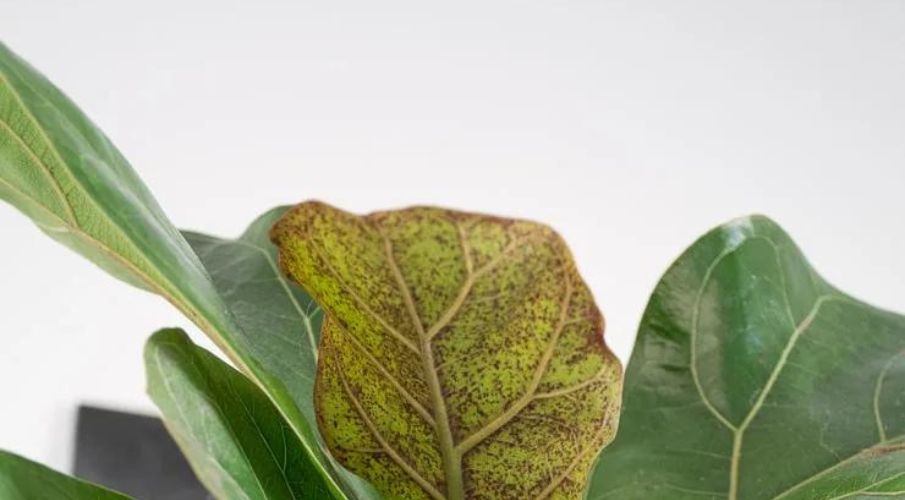 Why Does My Fiddle Leaf Fig Have Red Spots?