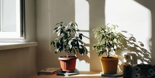 houseplants in winter sitting by window