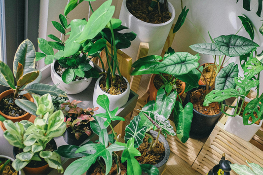 How to Care For Houseplants In March: Essential Guide For The Transition To Autumn