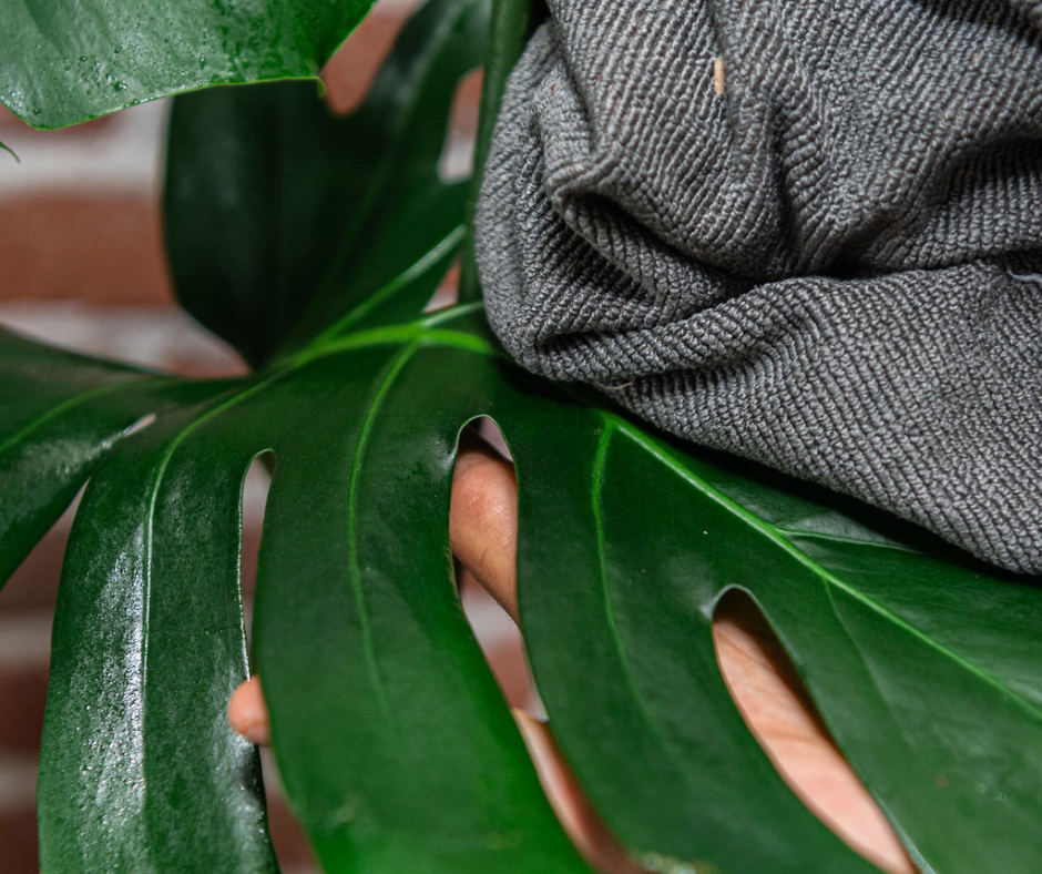 leaf shine for monstera leaf