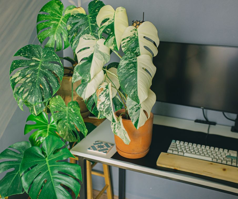 How to care for variegated houseplants