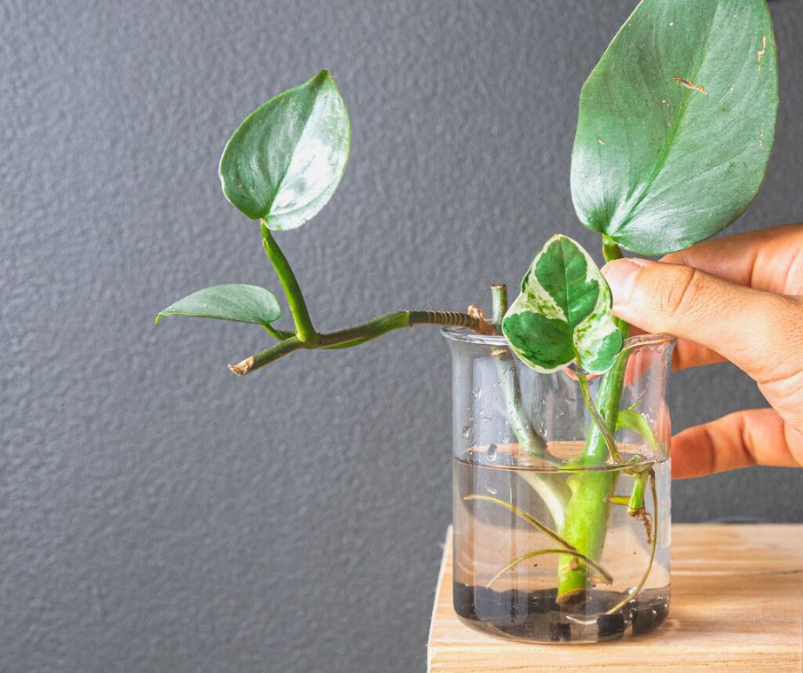 3 ways to propagate your houseplants